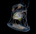   This photo fish jellyfish hiding predators. Taken Anilao Philippines during one our blackwater dives. predators dives  